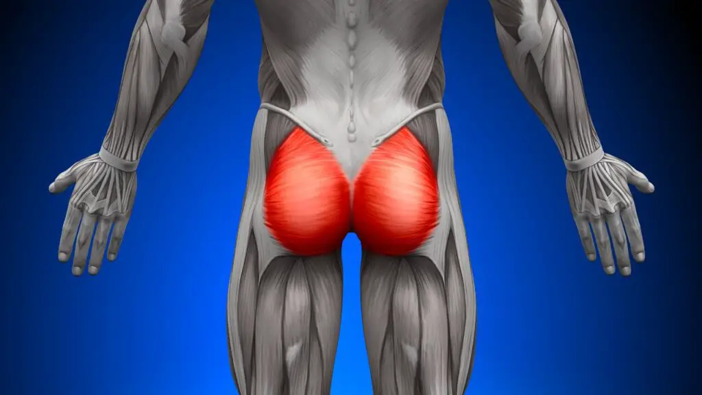 butt muscle diagram