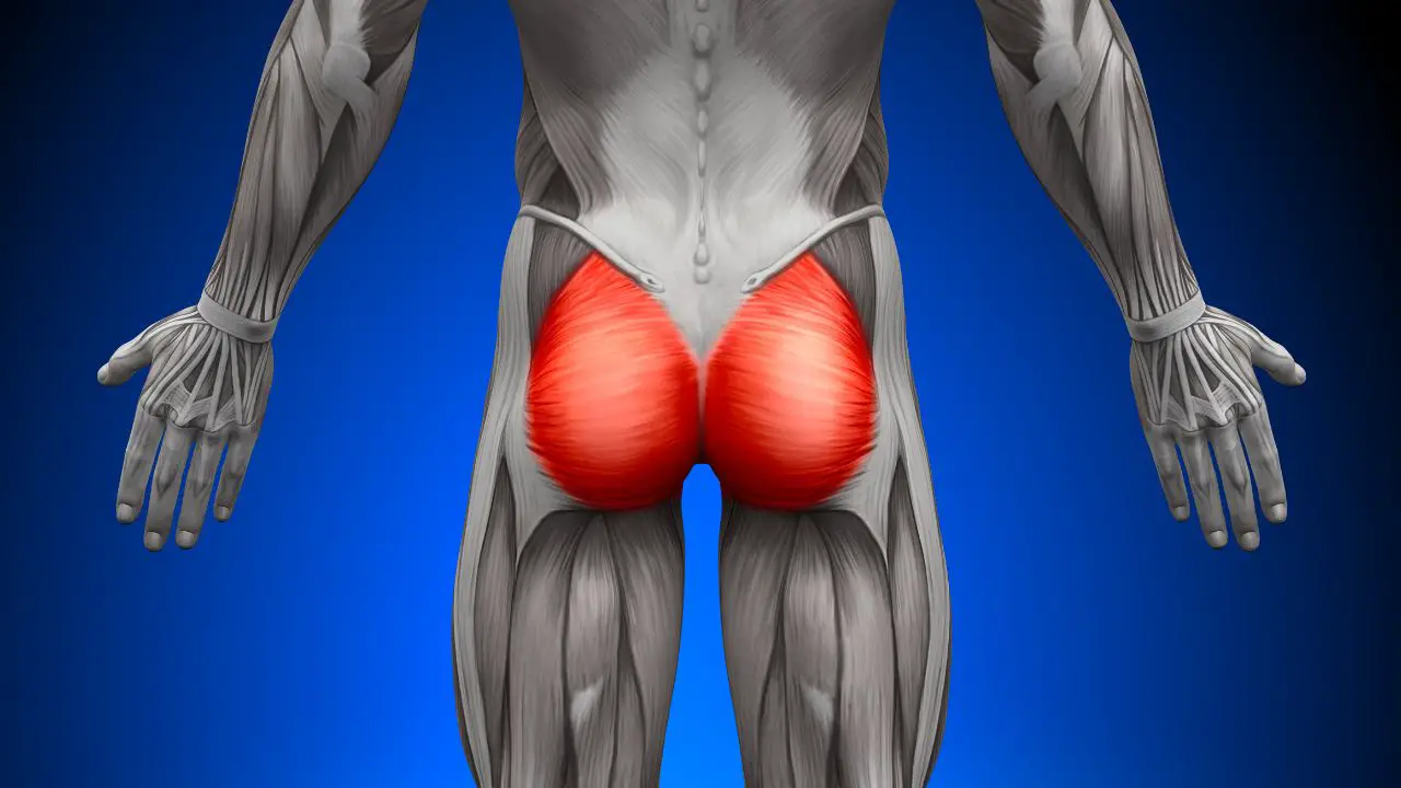 butt muscle diagram | The Complete guide