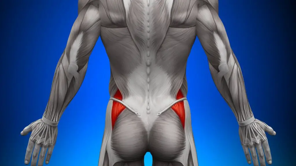 butt muscle diagram